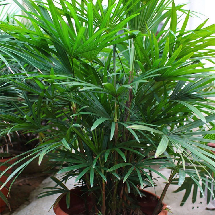 棕竹室内花卉盆栽植物 常绿观叶植物盆栽 招财树棕竹