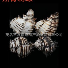 天然海螺 标本螺  黑骨刺螺 收藏摆件工艺品水族造景