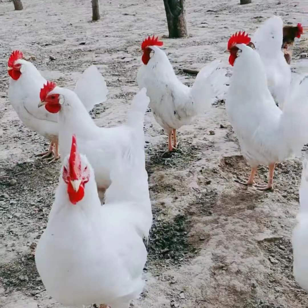 白公鸡活鸡纯白大公鸡苗土鸡鸡苗纯白无杂毛大白公鸡苗全国包邮