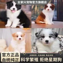 边牧犬边境牧羊犬幼犬活体黑白陨石色边境牧羊犬中型边牧活体宠物