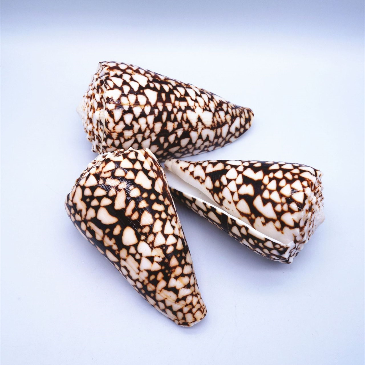 厂家销售海螺贝壳蛇皮螺家居装饰海洋风摆件 鱼缸造景 旅游纪念品