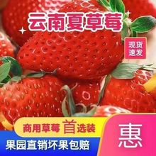 草莓新鲜批发价云南夏季草莓烘焙奶茶店商用酸草莓整箱