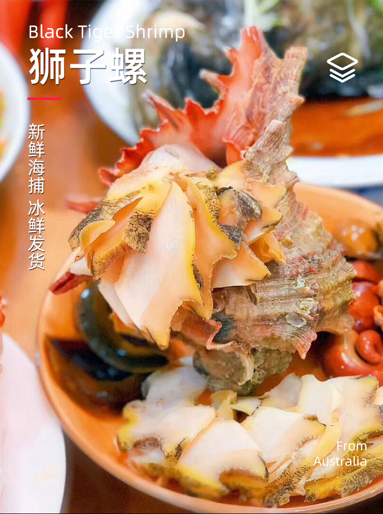 超大狮子螺新鲜冷冻水产野生特大海螺寿司刺身食材500克/只