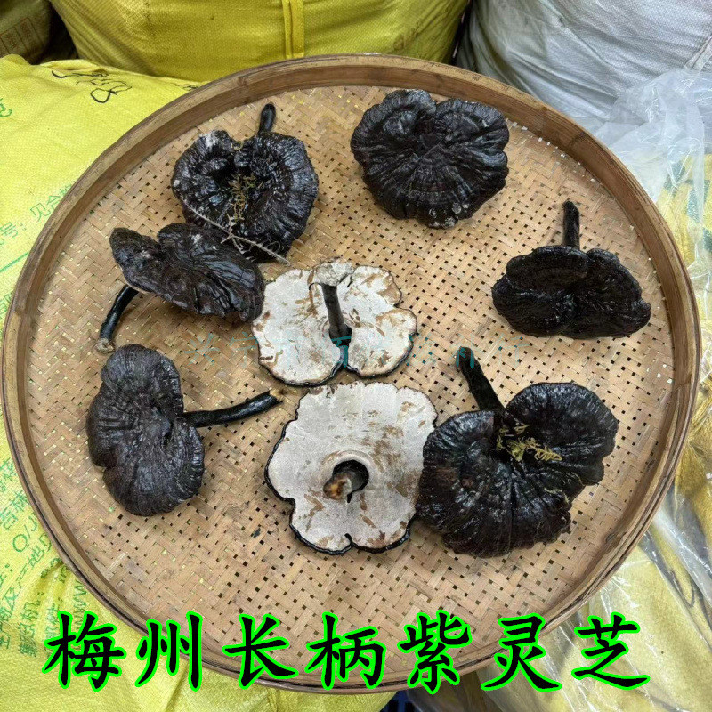 紫灵芝正宗林下长柄紫芝非野生梅州采摘长柄不苦整枝味香货物如图