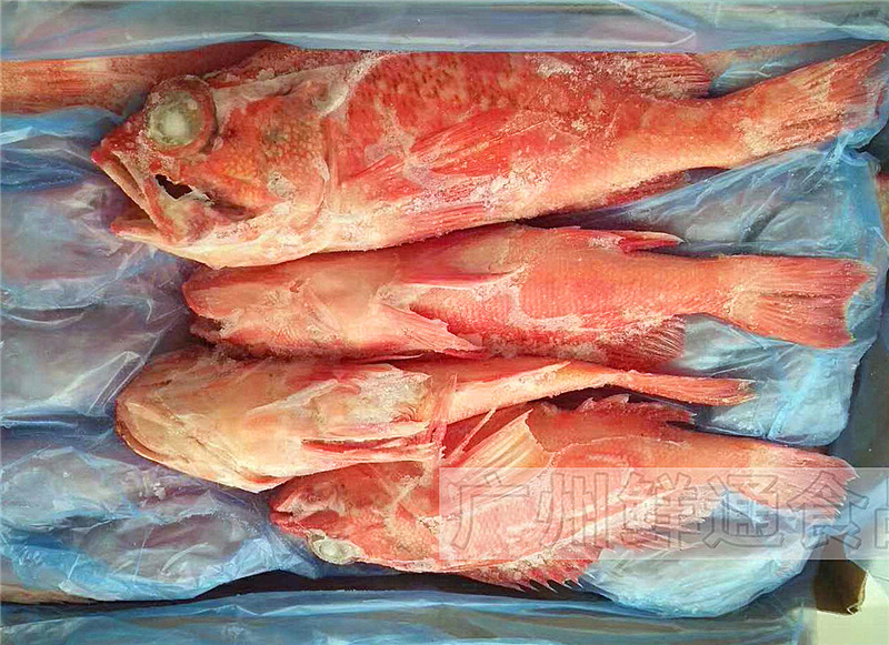 【新西兰红宝石鱼】10kg/件 活冻红鲈鱼红石斑鱼海鲜水产酒楼