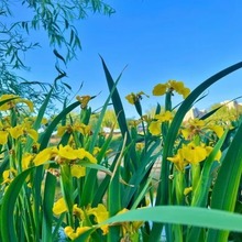 批发黄菖蒲种子水生植物水培花宿根植物籽黄鸢尾湿地绿化水栽地栽