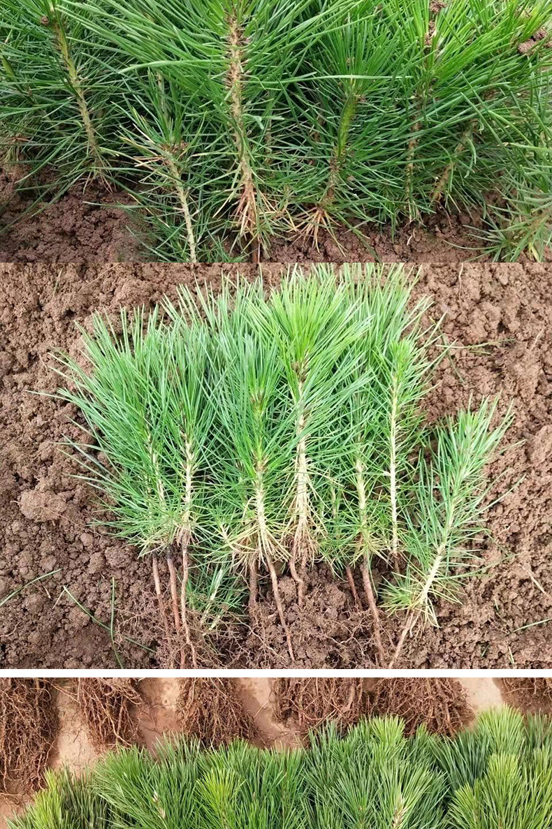 绿化苗木日本黑松小苗庭院黑松苗黑松树苗四蘑菇泡影像集彼春之暖