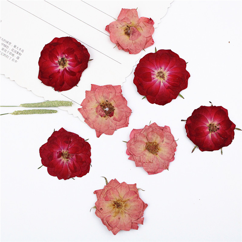 玫瑰花 压花花材 植物标本干花真花标本 脸部装饰 干花diy材料包
