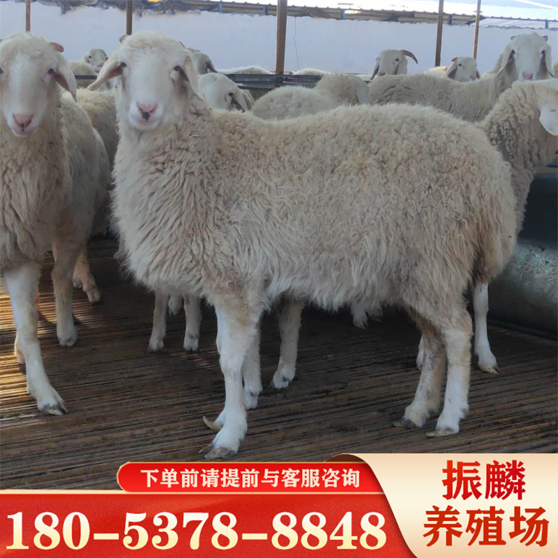 养50只小尾寒羊母羊一年利润 小尾寒羊杜泊绵羊羊苗