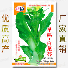 早熟白菜苔籽 约1500粒 四季甜脆可鲜食 水果型菜薹 蔬菜种子批发
