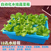 水培蔬菜箱阳台无土栽培学生种菜教学家庭水培菜自动化蔬菜培育箱