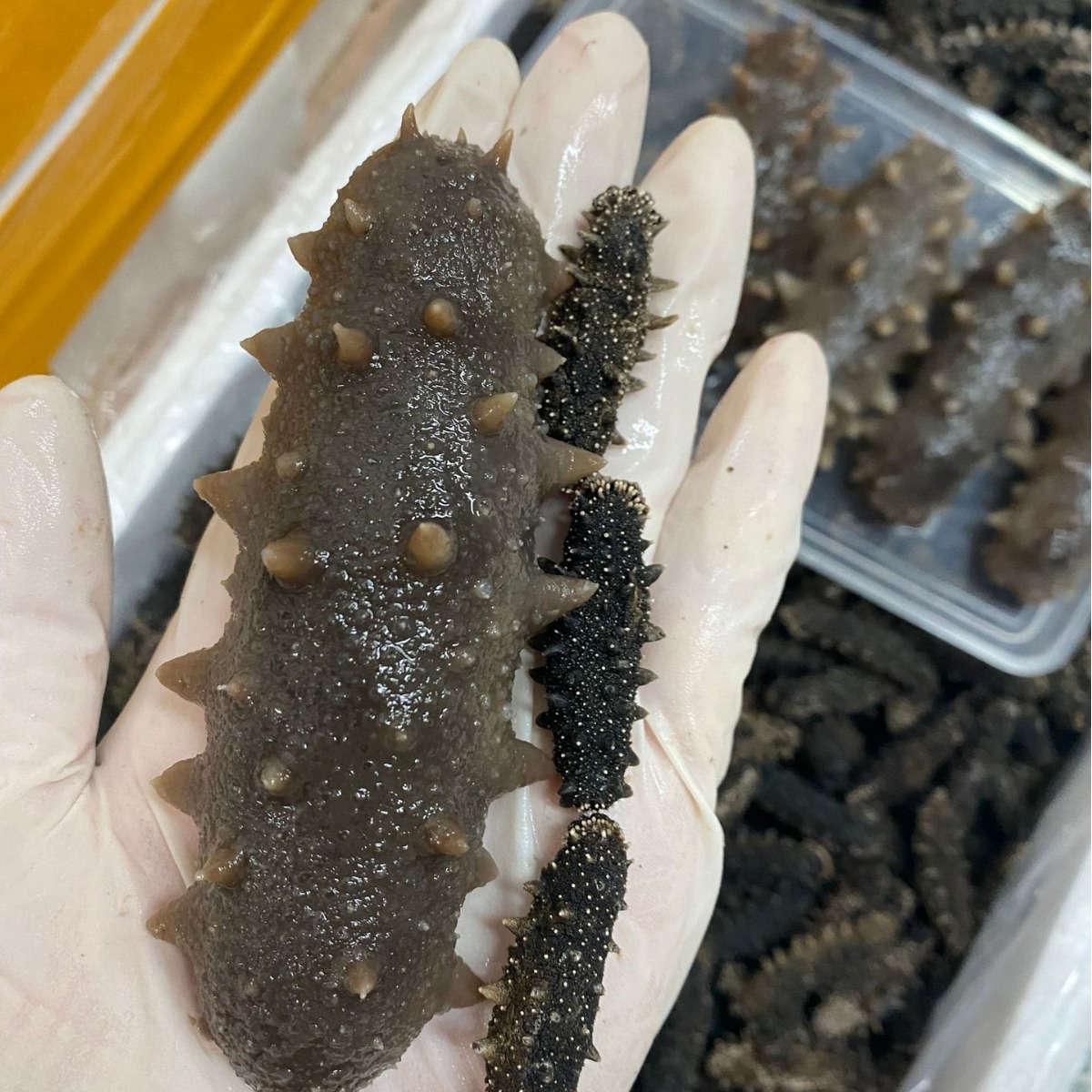 深海零添加辽参大连刺参200头15倍发头-阿里巴巴