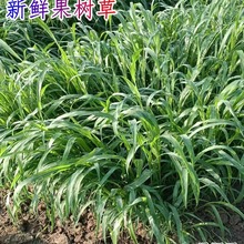 新鲜果树草现割半斤 代替提草干草燕麦黑麦 豚鼠兔子粮食到达贸易