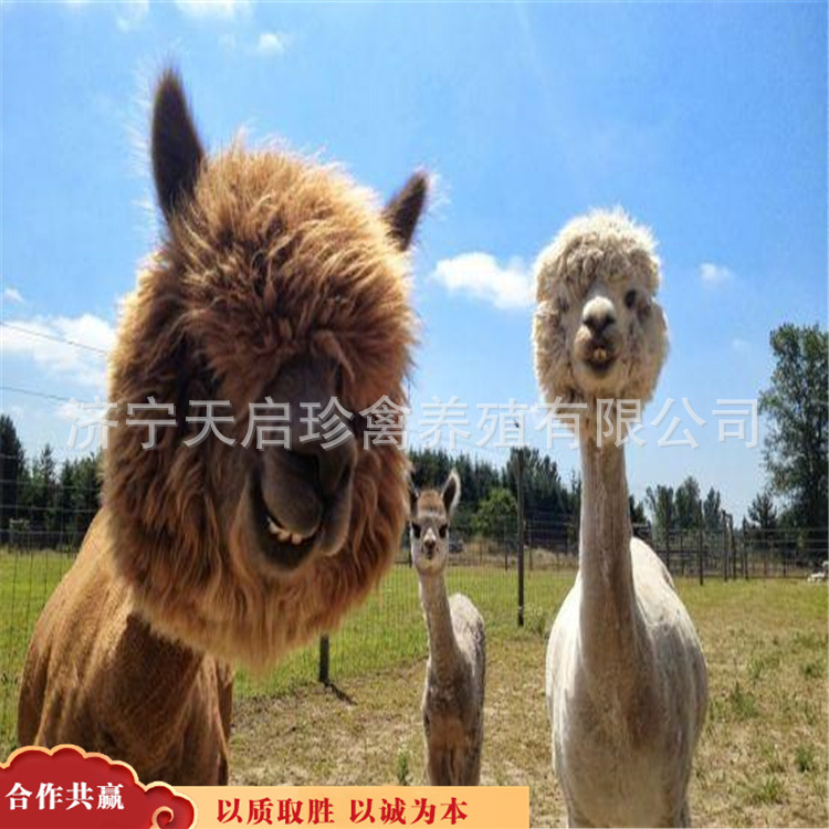 澳洲羊驼 萌宠小羊驼价格 羊驼活体驼羊 成年种羊驼多少钱一只