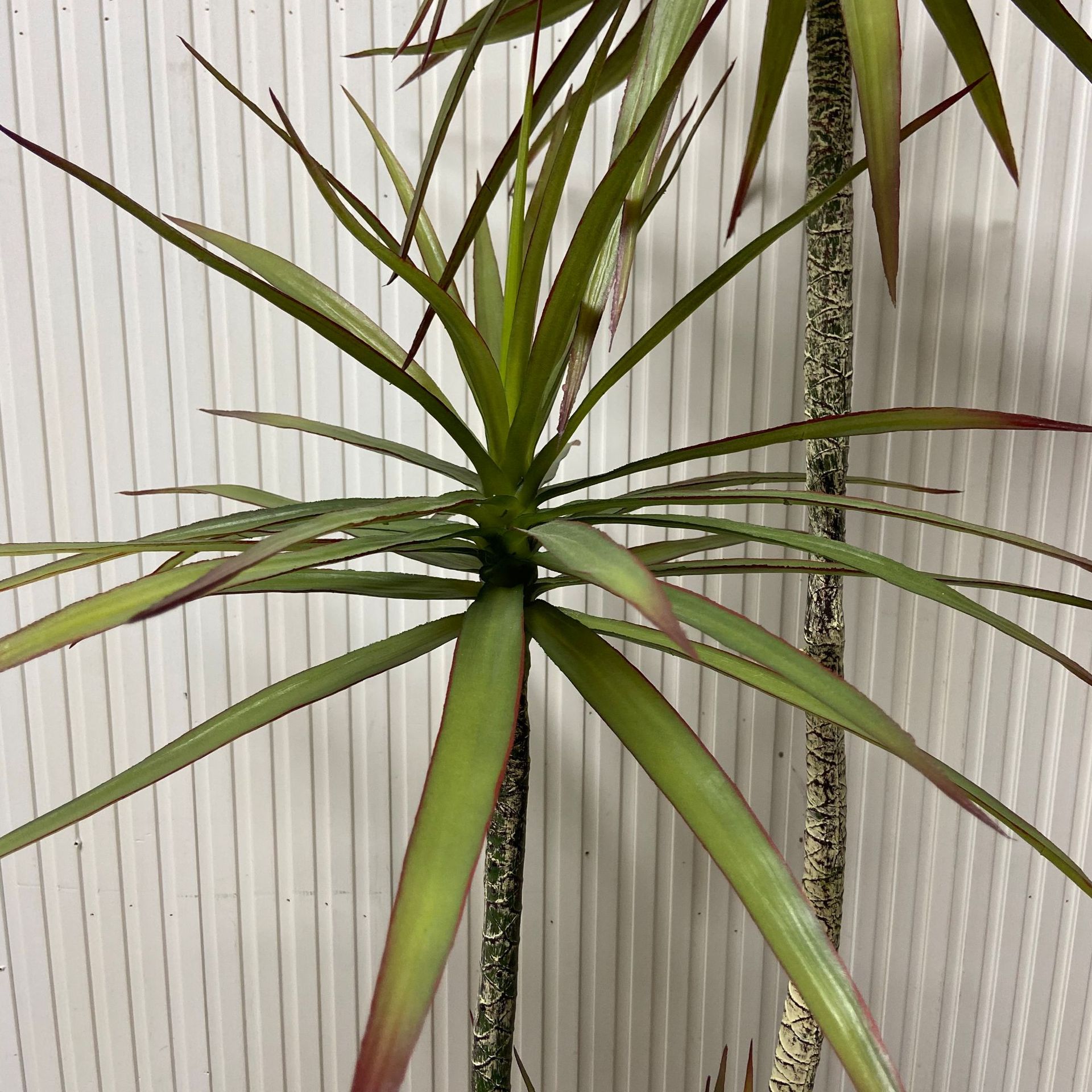 仿真绿植吊兰盆栽酒店家居装饰新品仿真龙血兰树中小型仿真植物