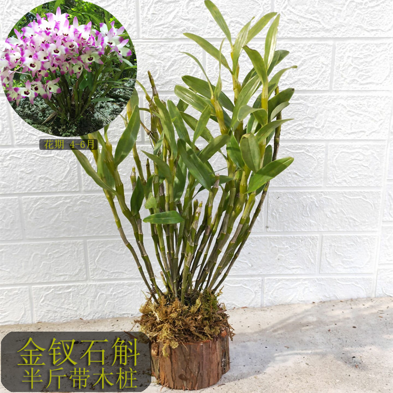 贵州赤水金钗石斛大小丛苗云南霍山铁皮兰花绿植盆栽盆景吊兰洋兰