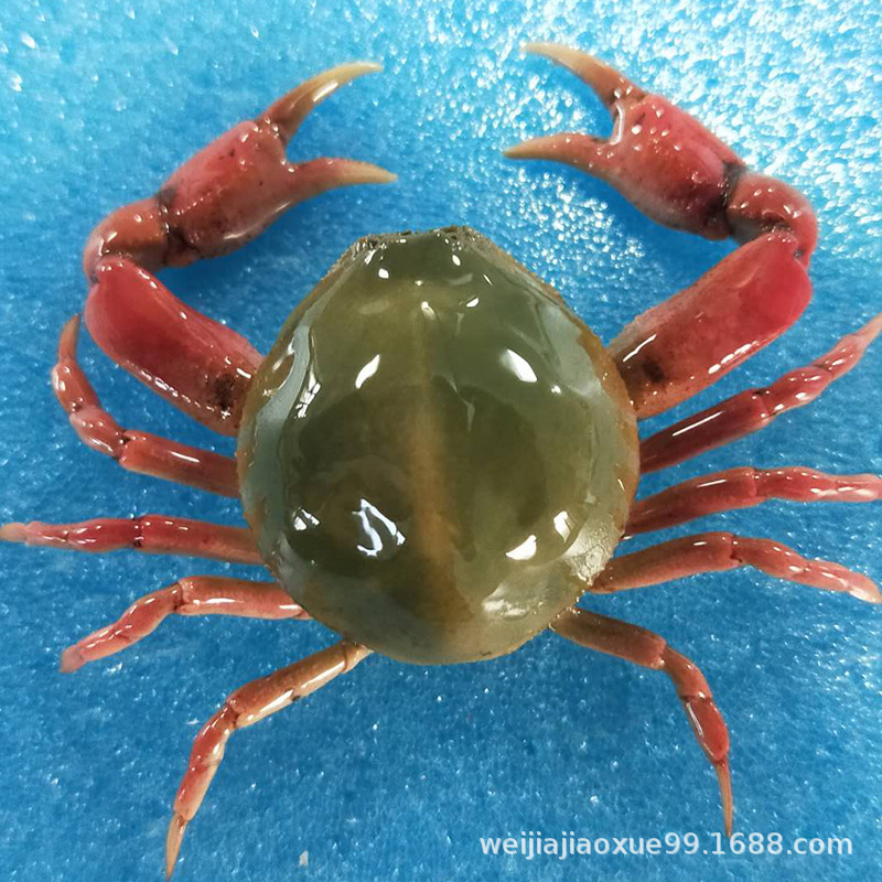 疙瘩拳蟹标本.jpg