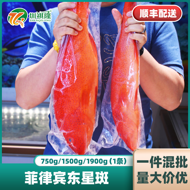 菲律宾东星斑石斑鱼鲜活海鲜水产深海鱼燕尾斑冷冻顺丰特大斑鱼
