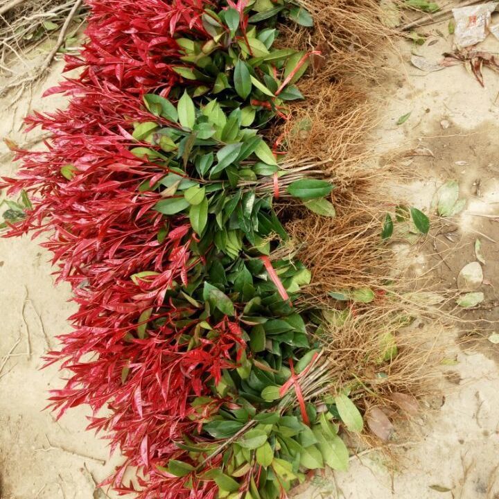 绿化苗木 红叶石楠苗大小规格齐全 红叶石楠树苗 工程苗