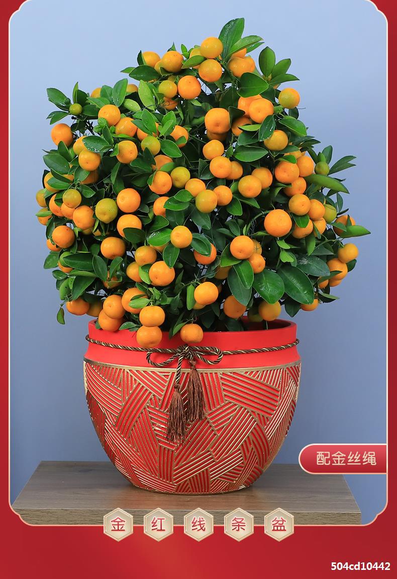 新春年宵花年桔四季桔盆栽绿植室内客厅办公室年橘金桔树带果盆栽