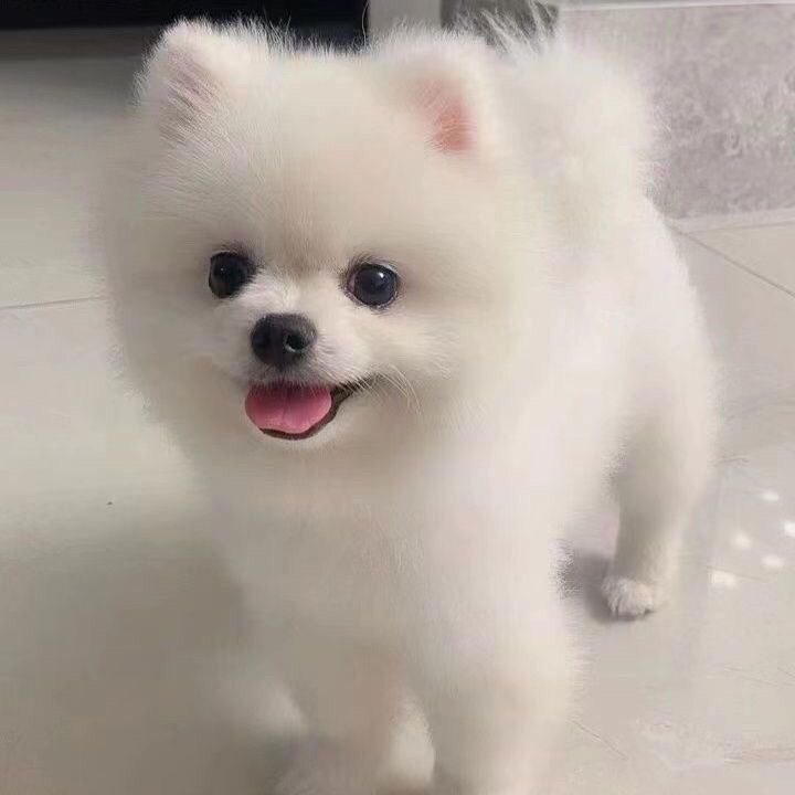 纯种博美幼犬活体超萌茶杯犬白色黄色活泼可爱聪明萌宠大头宠物狗