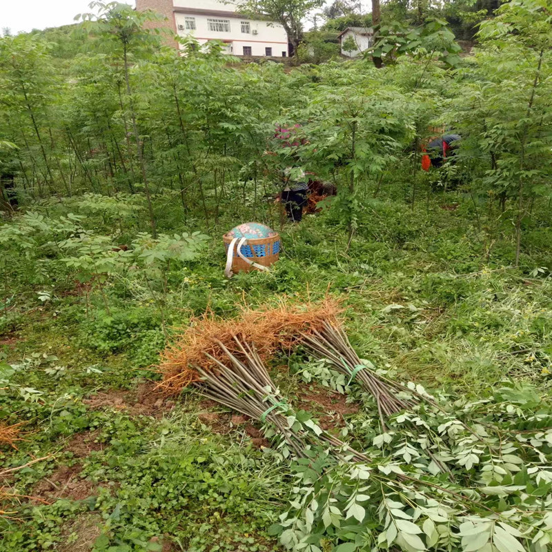 贵州黄柏树苗批发 采购价格 药材黄柏树苗 新品种 南方药材苗