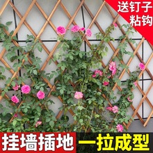 月季木栅栏网格蔷薇爬藤墙上篱笆壁挂阳台挂架室外支架围栏架花盆