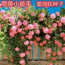 蔷薇花种子爬藤月季玫瑰四季开花爬墙攀援庭院室内花卉盆栽植物籽