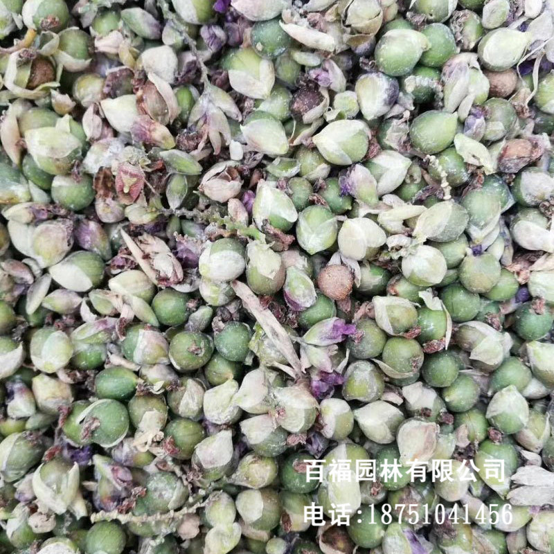 批发再力花种子 花卉种子水生植物湿地公园 水竹芋 水莲蕉