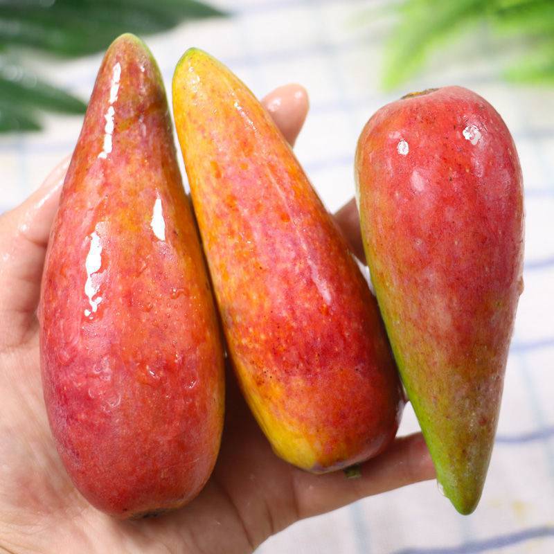 闪电发货海南三亚辣椒芒新鲜手指芒牙签芒小贵妃芒果小核芒1批发