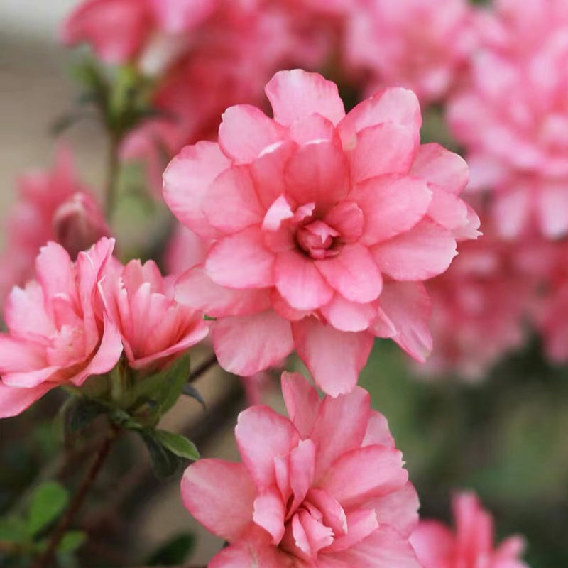 莹日本皋月杜鹃盆栽名贵品种花卉室内重瓣耐寒趣味绿植书房素材苗