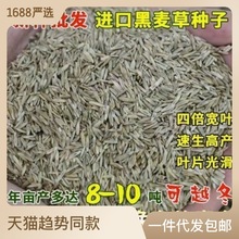 牧草种子四倍体黑麦草种籽冬牧70黑麦草种耐寒鸡鸭鹅猪牛羊鱼草籽