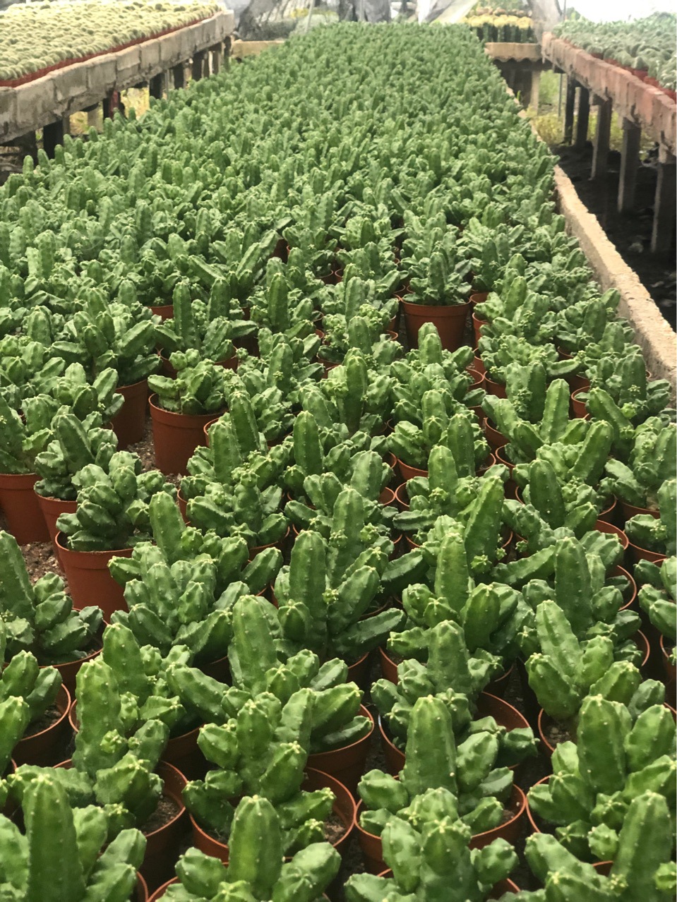 基地批发桃太郎仙人球无刺 开红色花系 嫁接落地盆栽耐运输