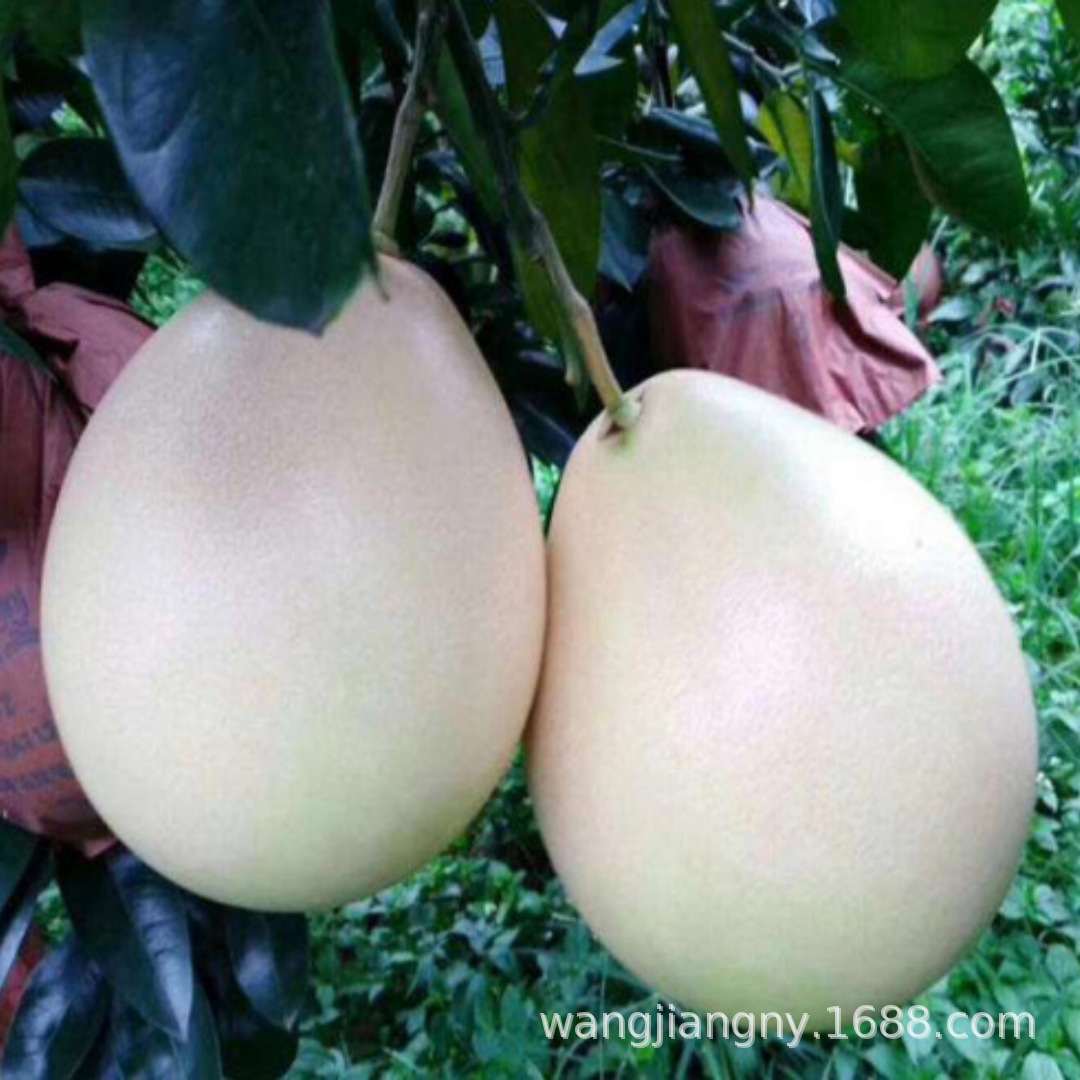 新品泰国暹罗柚子树苗南北方四季种植红心蜜柚三红柚子苗盆栽地栽