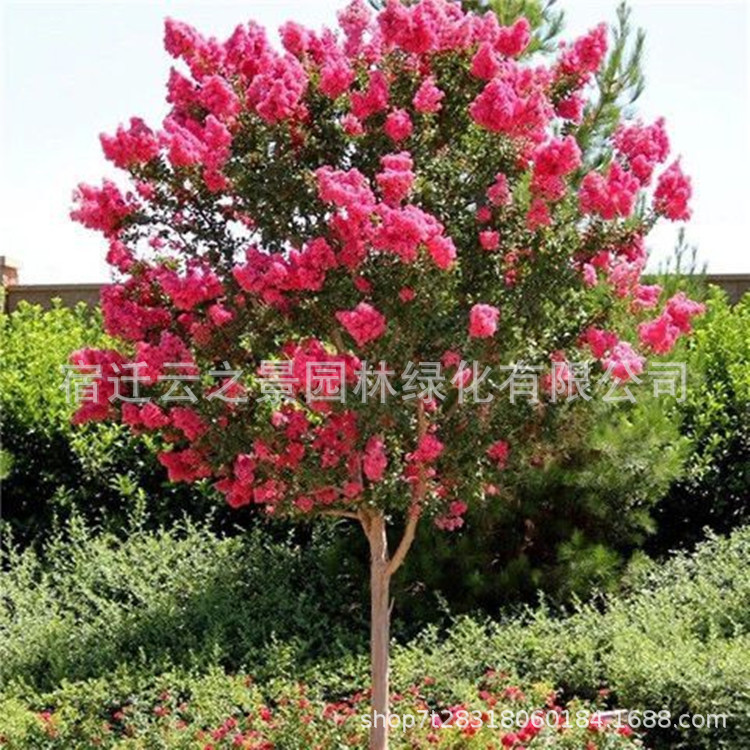 紫薇40-50厘米高是否跨境出口专供货源否品牌云之景园林是否新品种否