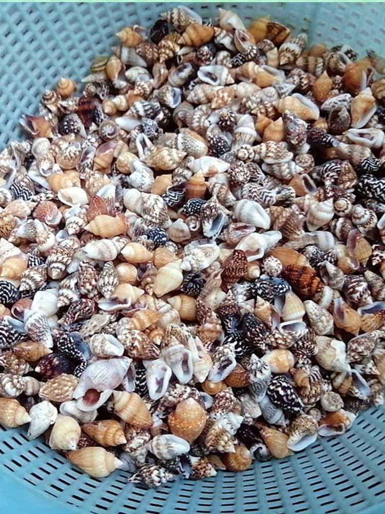k32x1200只天然小海螺 鱼缸花盆造景儿童手工diy漂流海洋瓶贝壳画