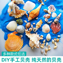 手工diy天然贝壳配件海螺海星摆件制作材料创意儿童幼园团建礼物