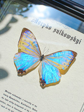 夜明珠蝴蝶标本动物展示框小闪蝶装饰画摆件工艺品相框生日礼物
