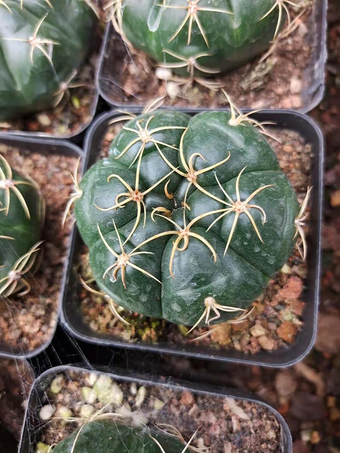 实生趴刺海王仙人球软刺开花仙人球仙人掌肉肉-阿里巴巴