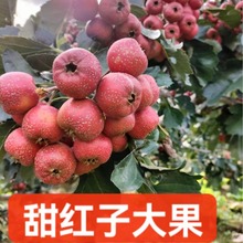 新货新鲜山楂果甜红子颜色好硬度好精品山楂水果糖葫芦无烂果