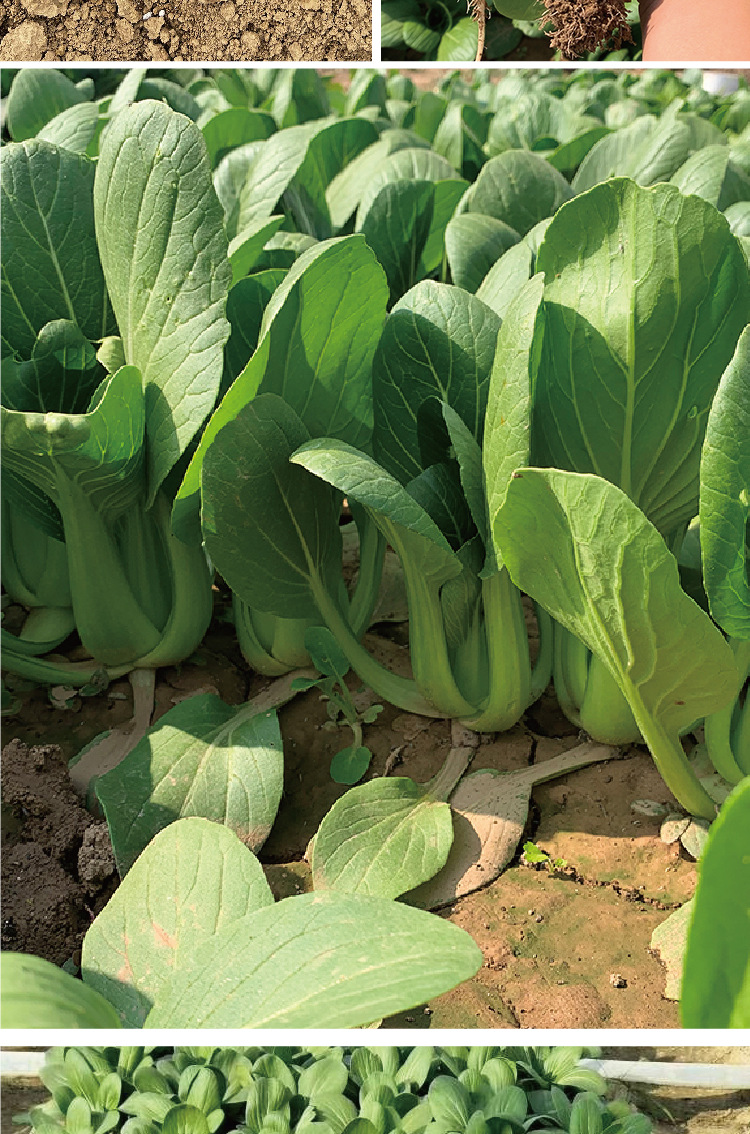 常丰黑叶五月慢油菜种子矮箕青帮绿叶油菜种籽四季小青菜种子批发