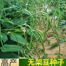 无架豆角种子不搭架豇豆种子优选庭院盆栽蔬菜种子大全