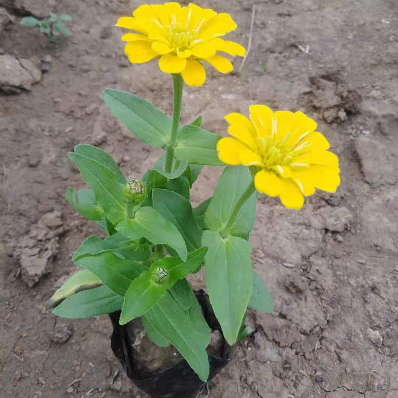百日草一年生草花 青州花卉基地直供 红色百日草杯苗价格