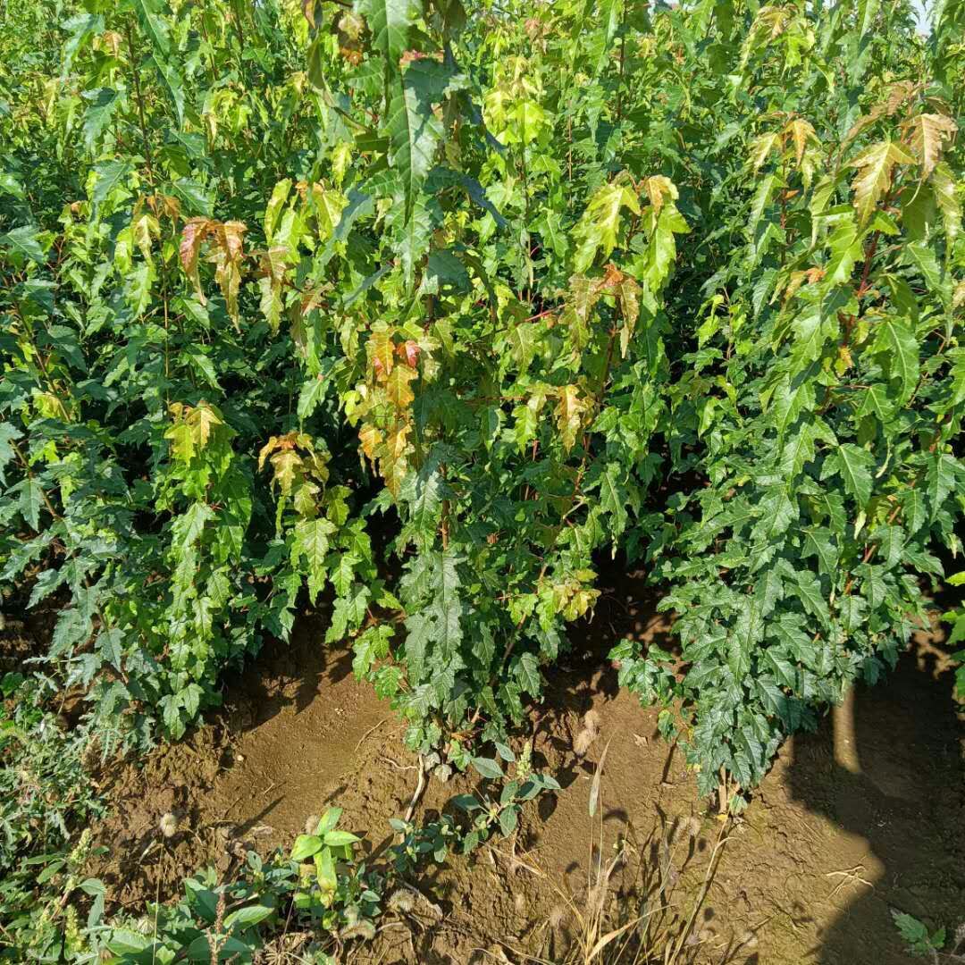 【苗圃发货】丛生三角枫一年苗绿化工程苗东北耐寒苗木批发