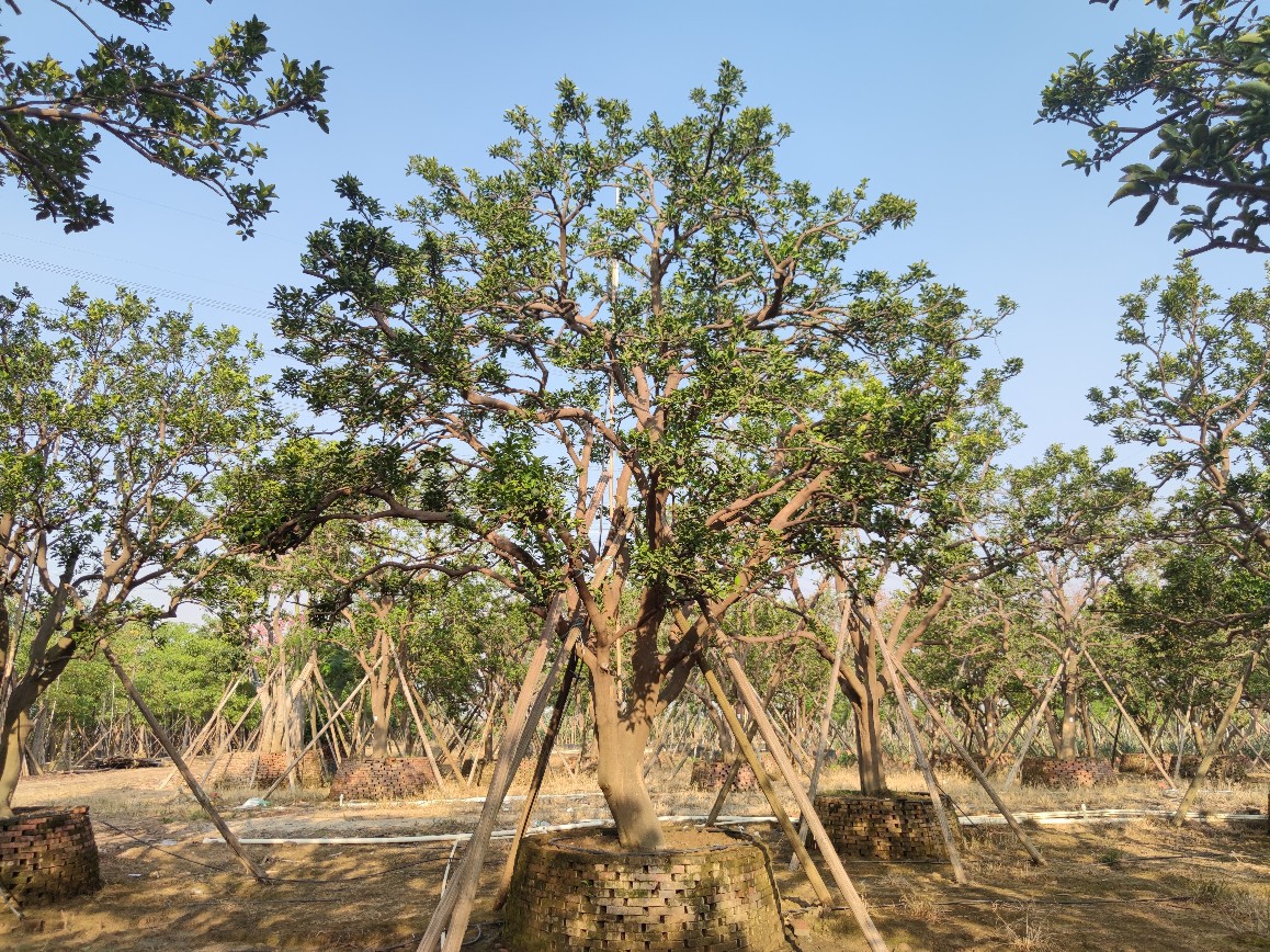 2110基地供应 全冠多杆 丛生 香橼 香泡 4-7米高假植苗 庭院楼盘