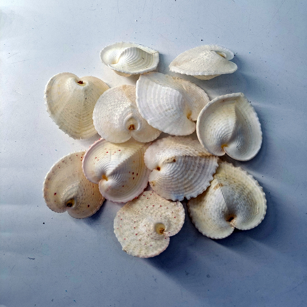 海贺饰品/鸡心蛤 扁鸡心蛤 三角鸡心蛤爱心贝壳礼品天然贝壳批发