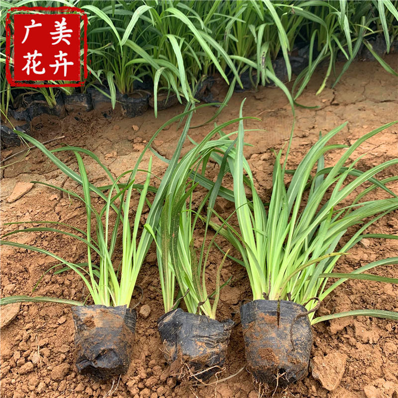 浙江蛇鞭菊花苗批发 花色紫色系 喜欢炎热天气 萧山蛇鞭菊幼苗