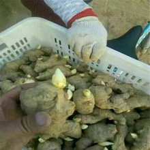 网红生姜种子发芽山东大姜种黄姜老姜种姜芽姜苗子种苗子小黄姜种