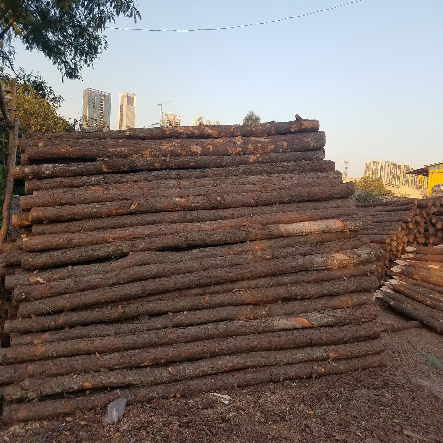 广东松木桩价格 1-2米松木桩 尾径6-13cm 河道工程打桩木-阿里巴巴