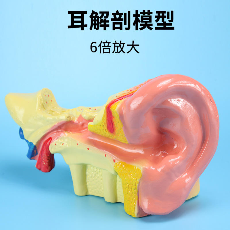 耳解剖模型(6倍放大) j33212 生物实验器材 中学 教学仪器